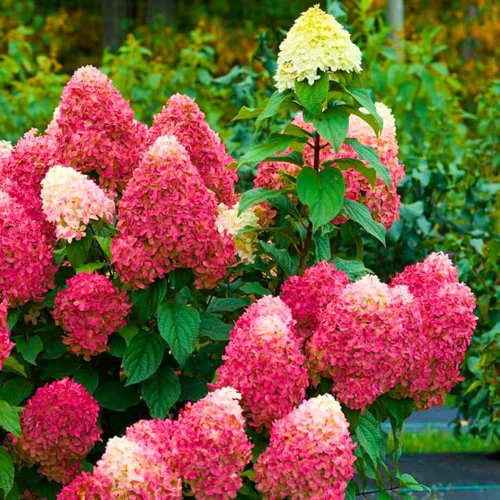 Vista 5 de Plantas de árbol de arbusto de hortensias vivas, 5-9 pulgadas de alto, sin maceta, inactivas en invierno, cambian de color, plantación perenne