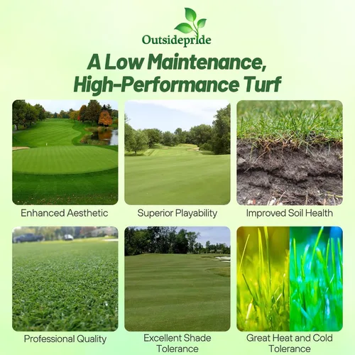 Vista 2 de Outsidepride Crystal Bluelinks - Semilla de césped doblada rastrera – 1 libra de césped denso para verdes de golf y superficies de putting, textura