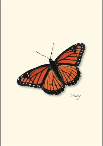 Vista 4 de Earth Sky + Water - Juego de tarjetas de notas Butterfly Assorted II - 8 tarjetas en blanco con sobres (2 de cada uno de 4 estilos)