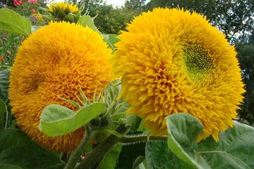 Vista 3 de Semillas Oso De Peluche Girasol Enano Ornamental Flores Anuales