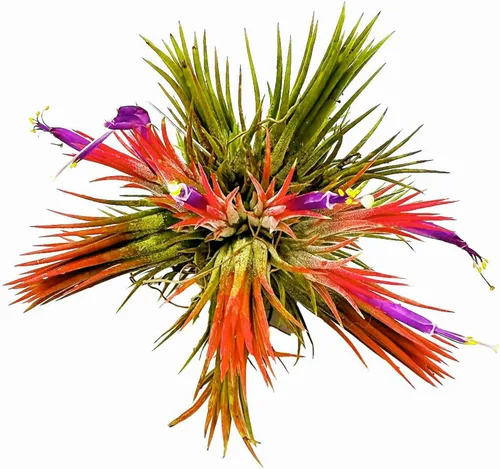 Vista 7 de ragnaroc Plantas de aire – Druida Tillandsia Ionantha, Regular 2-3 pulgadas – 3 ct – Llegada viva garantizada – Plantas de interior para decoración