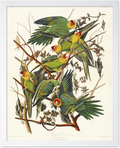 Vista 76 de Poster Master Póster vintage de James Audubon – Impresión retro de amargo americano – Arte de aves de América – Regalo para hombres, mujeres
