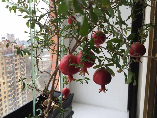 Vista 5 de Semillas de granada Fruta de reliquia sin OMG para plantar