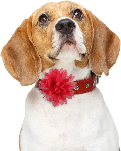 Vista 6 de WILLBOND 20 piezas de collar de perro de 3.1 pulgadas con lazo multicolor para mascotas, accesorios para cachorros, gatos, perros, mascotas