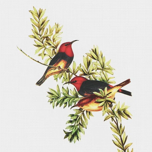 Vista 10 de Canguros australianos John Gould Counted Patrón de punto de cruz