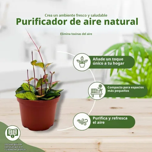 Vista 8 de BubbleBlooms Hoya Australis abigarrada, Lisa tricolor, planta viva limitada muy rara, en maceta de 4 pulgadas