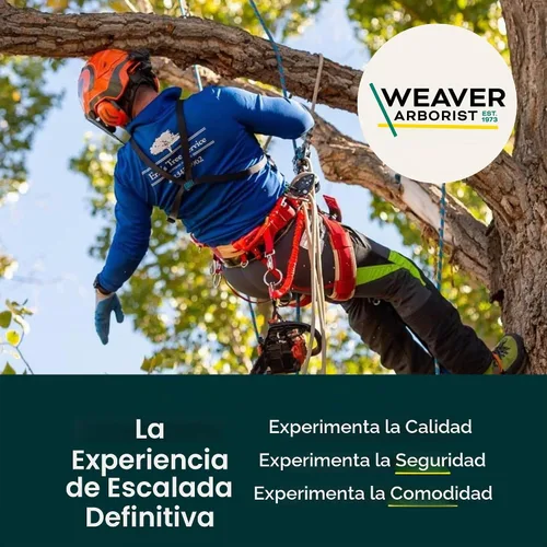 Vista 6 de Weaver Arborist Nylon HAAS Velox Ascent System, Regular El diseño de configuración cero ayuda a los escaladores a moverse de manera eficiente