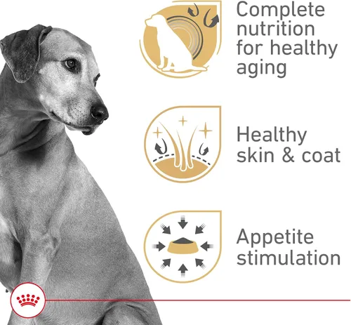 Vista 2 de Royal Canin Canine Health Nutrition - Alimento enlatado para perros adultos maduros en gel, lata de 13.5 onzas (12 unidades)