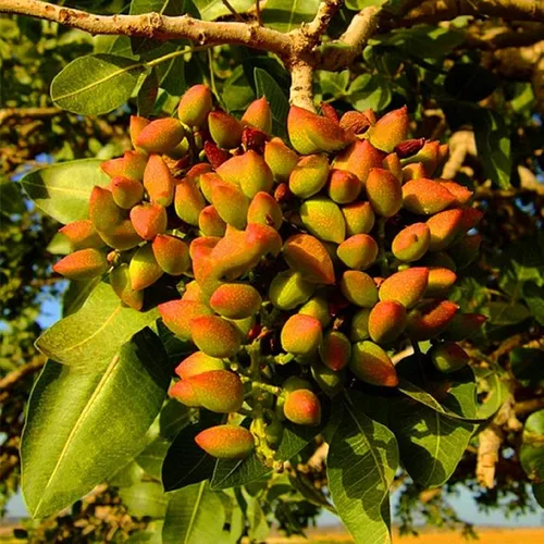 Vista 2 de Árbol de pistachos 5 piezas de semillas para el jardín del hogar