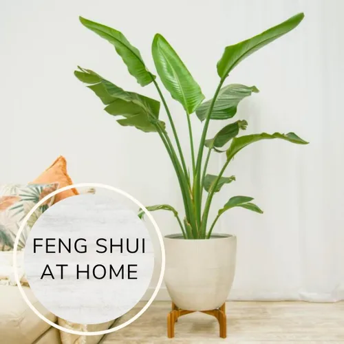 Vista 6 de Bird of Paradise Plants Live (paquete de 4), plantas Strelitzia con flores perennes de naranja (2) y blancas (2), plantas de interior/exterior