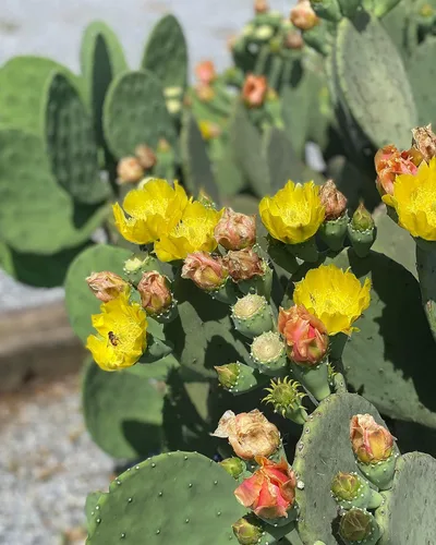 Vista 2 de Creation Cultivated - Live "Spineless Tunly Pear Cactus" - Opuntia cacanapa "Ellisiana" (1 corte de almohadilla) / Cactus resistente al invierno