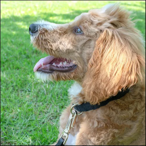 Vista 3 de Country Brook Petz – Collar de nailon premium para perro con hebilla de metal para razas pequeñas, medianas y grandes - 10+ colores geniales