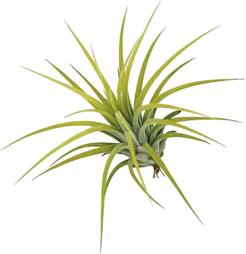 Vista 2 de ragnaroc Plantas de aire – Druida Tillandsia Ionantha, Regular 2-3 pulgadas – 3 ct – Llegada viva garantizada – Plantas de interior para decoración