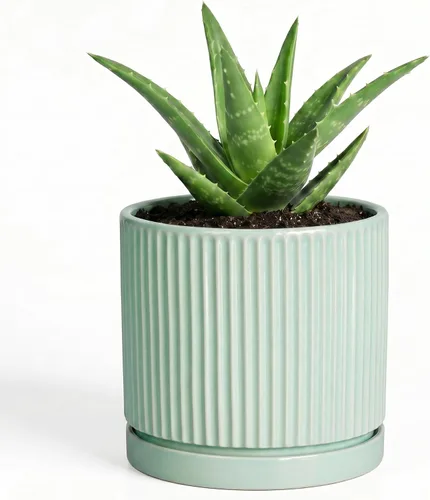 Vista 42 de 8 Inch Flower Pot, Ceramic Planters, Round Plant Pot, Beige