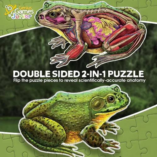 Vista 3 de Bullfrog - Rompecabezas de piso de anatomía animal Rompecabezas de 100 piezas de doble cara Ilustración científicamente precisa de rana de gran