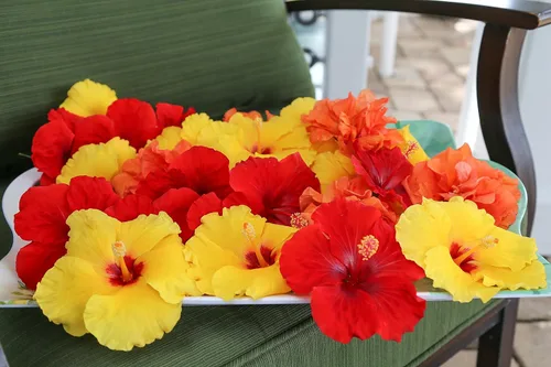Vista 5 de Costa Farms Plantas tropicales de hibisco prémium para exteriores, maceta de cultivo de 3 cuartos de galón, 16 pulgadas de alto, flores naranjas