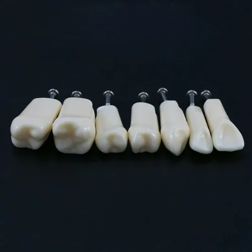 Vista 8 de 32 piezas de dientes Typodont extraíbles para dientes Typodont modelo compatible con Kilgore Nissin práctica dental y enseñanza (28 dientes)