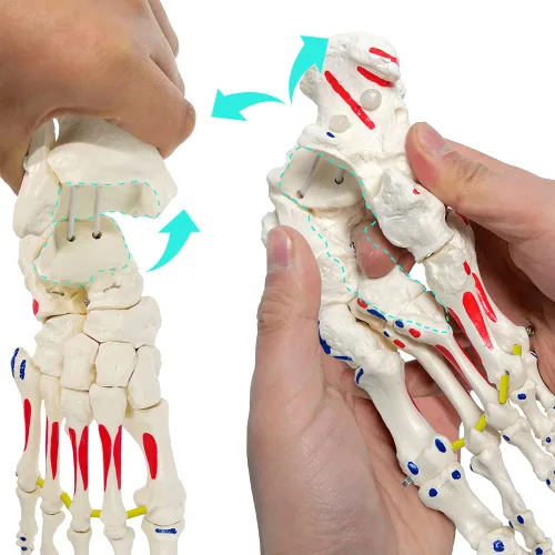 Vista 4 de Modelo de esqueleto de pie en elástico, con muñón tibia-peroné ensartado elástico inserciones musculares y orígenes, molde natural para una
