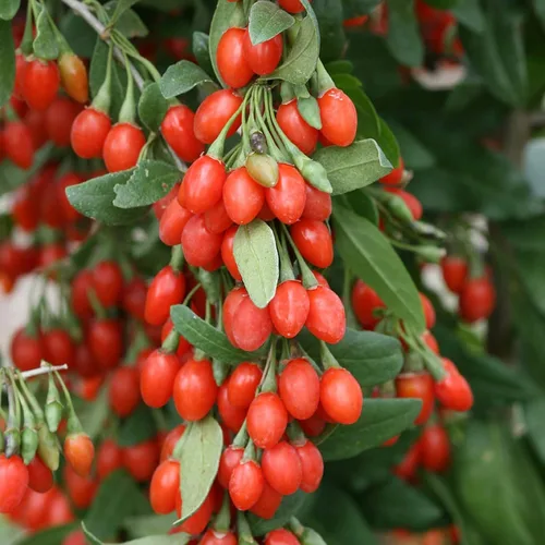 Vista 4 de Goji Berry 50 Semillas – Lycium Chinense/Lycium Barbarum, planta de Wolfberry china, súper fruta perenne sin OMG, semillas de bayas de Goji fáciles