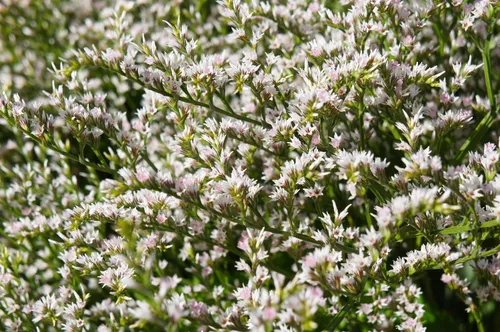Vista 5 de 30 semillas de flores alemanas Statice White Sea Lavender Goniolimon Tataricum Limonium