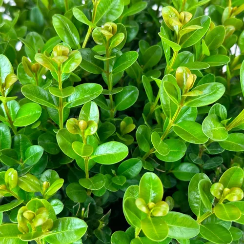 Vista 2 de Blooming & Beautiful - Freedom Boxwood - 3 galones - NewGen - Arbusto de boj de hoja perenne mediano - Follaje verde brillante - Crecimiento rápido