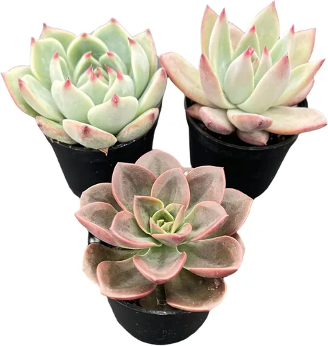 Vista 13 de Sprout N Green Colección de suculentas coloridas, 3 plantas suculentas vivas totalmente enraizadas en maceta de inicio de 2 pulgadas, decoración