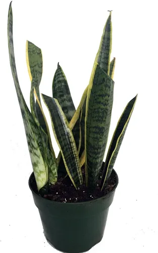 Vista 2 de Planta serpiente. Lengua de suegra. Sanseveria. Maceta de 6".