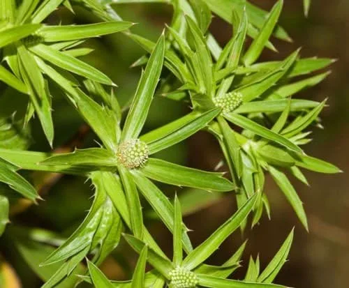 Vista 3 de Culantro Hierba Eryngium foetidum recao Comestible Cocina Latina Especias Semillas 200 Semillas