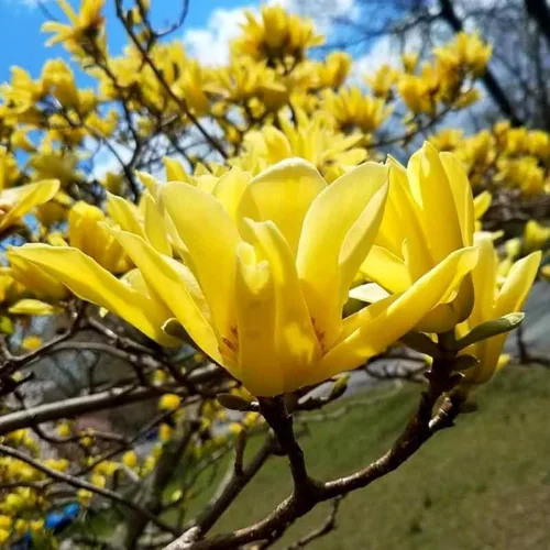 Vista 3 de Más de 10 semillas de flores de magnolia de mezcla perenne para plantar al aire libre, plantas de árboles de magnolia, plantas ornamentales