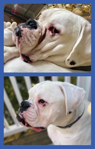 Vista 7 de Squishface Pasta antiarrugas – Bulldog, bulldog francés, pug, bulldog inglés – Limpia arrugas, manchas de lágrimas, bolsillos de cola y patas
