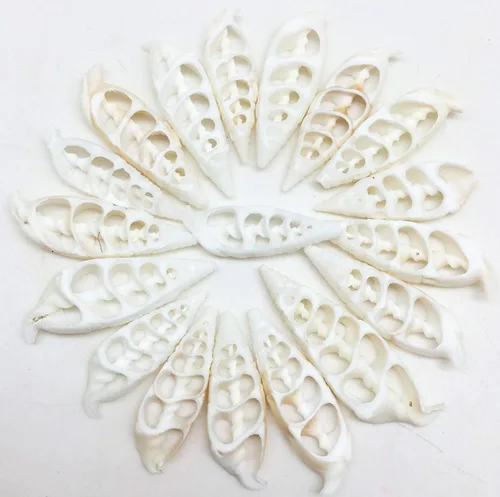 Vista 8 de PEPPERLONELY 20 piezas de estrombo de corte central Canarium Sea Shells, 2 pulgadas ~ 2-1/2 pulgadas