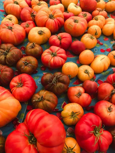 Vista 3 de Liliana's Garden - Semillas de tomate "Costoluto Genovese" - Tomate italiano distintivo y tradicional del viejo mundo Tomate versátil para rebanar