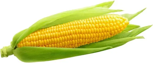 Vista 3 de Más de 100 increíbles semillas de maíz - Cultiva sabroso maíz dulce - Gran rendimiento