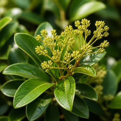 Vista 3 de Viburnum Suspensum - 3 plantas vivas - Cobertura de privacidad de hoja perenne