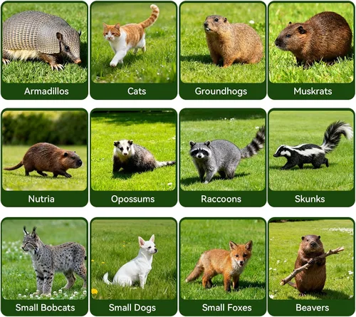 Vista 7 de Jaula de trampa para animales vivos plegable de 26