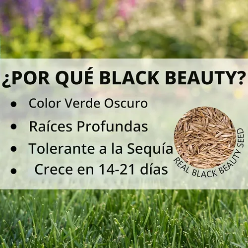 Vista 5 de Jonathan Green (10622) Black Beauty Semilla de Césped de Sombra Densa - Semilla de Césped de Temporada Fría (1 lb) Crece bien en áreas medias a