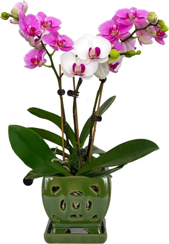 Vista 14 de W&W Maceta de orquídeas con agujeros y platillo para trasplantar, azul, 6.5 pulgadas
