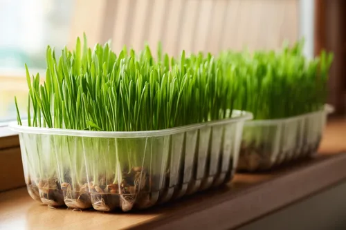 Vista 3 de 100 semillas de cerveza de cebada Hordeum Vulgare Grain Grass Cover Crop Beer Seeds * Comb S/H