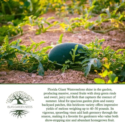 Vista 6 de Cultiva enormes sandías gigantes de Florida, más de 25 semillas de reliquia sin OMG de Isla's Garden Seeds, melones masivos de 40 a 50 libras