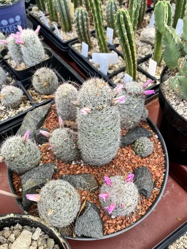 Vista 6 de Voulosimi Tierra de Arcilla Calcinada Hortícola para Bonsái, Cactus y Suculentas (Tierra Más Grande, 4.5KG), HTKL-D-1