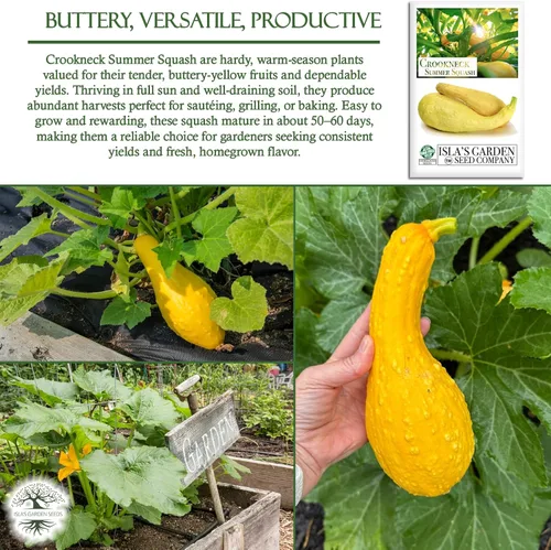 Vista 5 de Crookneck Semillas de calabaza de verano para plantar, más de 30 semillas tradicionales por paquete, semillas de jardín de Isla