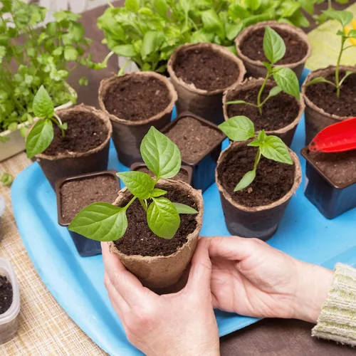 Vista 2 de M METERXITY Paquete de 3 soportes para plantas de aire, soporte de metal para plantas de aire, estante para macetas para decoración del hogar