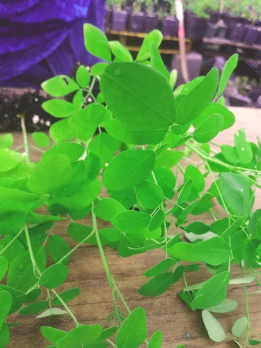 Vista 2 de 10 plantas vivas Moringa oleifera Tamaño de planta viva de hasta 10" a 15" 00