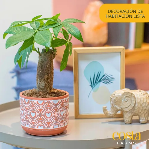 Vista 2 de Costa Farms Árbol del Dinero Planta Viva en Maceta Decorativa, Purificadora de Aire para Interiores, Perfecta para Decoración de Hogar, Habitación u