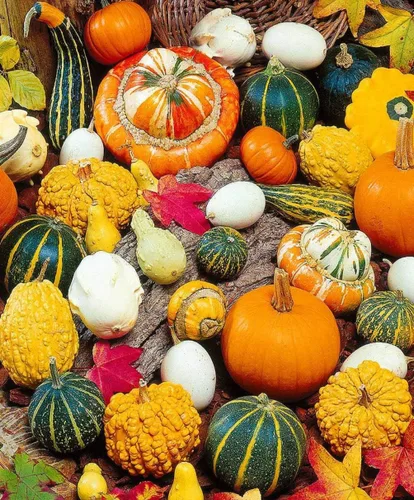 Vista 2 de Semillas ornamentales de mezcla de calabaza gigante, vegetales tradicionales para plantar 10 semillas decorativas únicas sin OMG