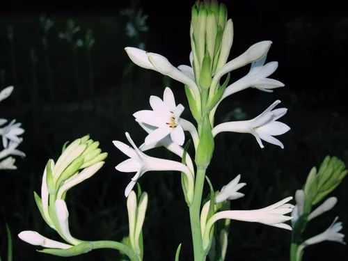 Vista 3 de Tuberose Single Mexicano Pequeña Caja Plana Llena de Bulbos FRAGRANT Polianthus