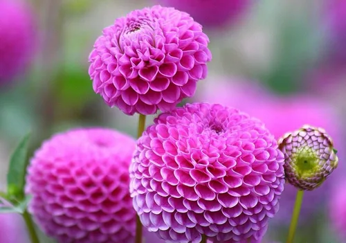 Vista 6 de Semillas Dahlia Pompon Mix - Orgánico