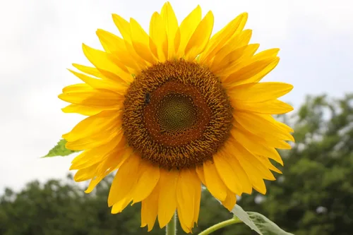 Vista 7 de Semillas de girasol gigante para plantar – Cultiva girasoles gigantes en tu jardín – 50 semillas de reliquia sin OGM – Instrucciones completas