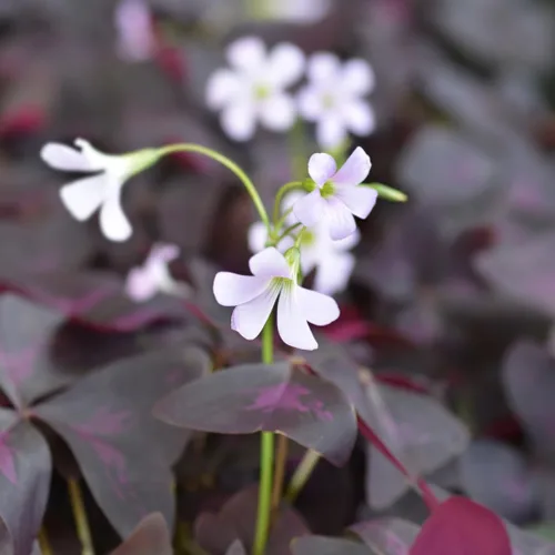 Vista 7 de Planta Oxalis de color púrpura intenso, arbusto de trébol morado, planta ornamental de floración de primavera, 4-8 pulgadas de alto para crecer