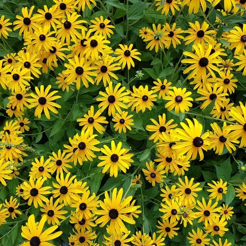 Vista 3 de Eden Brothers Black Eyed Susan Seeds - Bosque de otoño